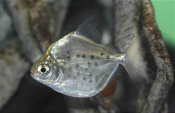 Pacu Manchado