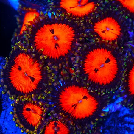 Palythoa Blood Sucker