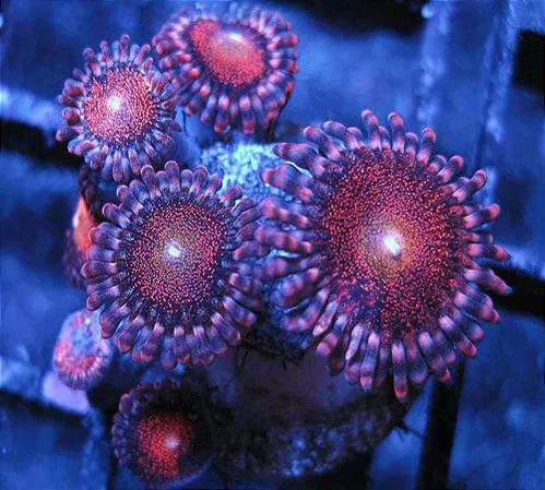 Palythoa Mohawk
