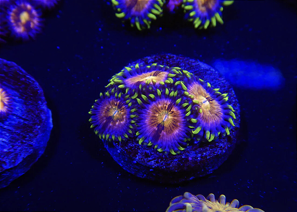 Palythoa Nirvana