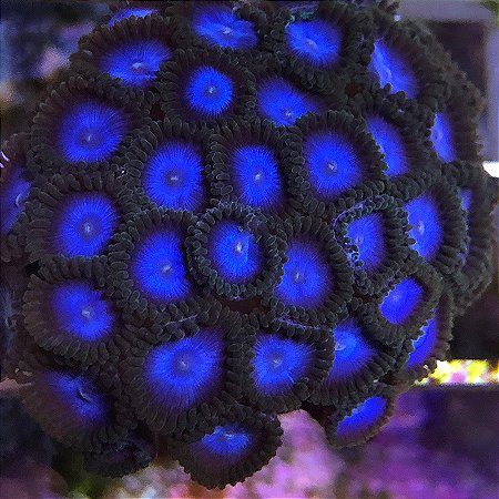 zoanthus blue tubes