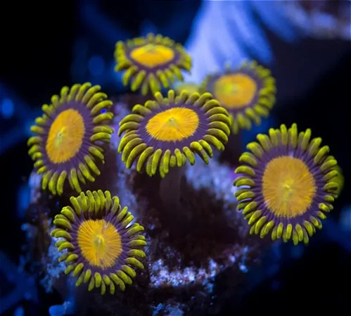 Zoanthus King Midas