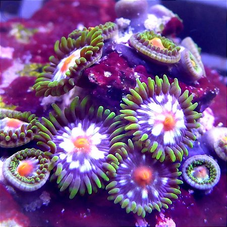 Zoanthus Stargazer
