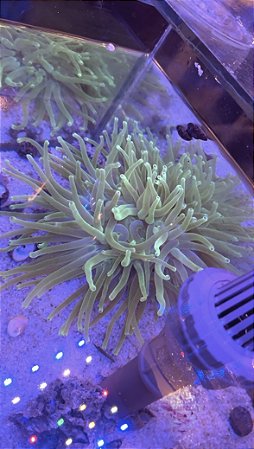 Anêmona Caribe Green Purple Tip