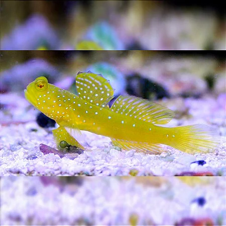Yellow Watchman