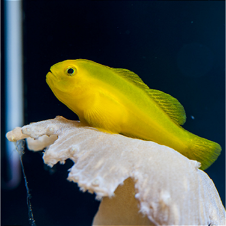 Yellow Clown Coralgoby