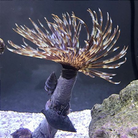Poliqueta CARIBE