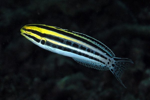 Blenny Grammistes (Meiacanthus grammistes)