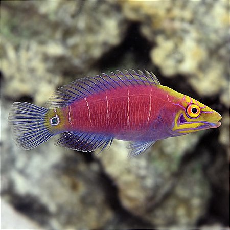 Mysteri Wrasse