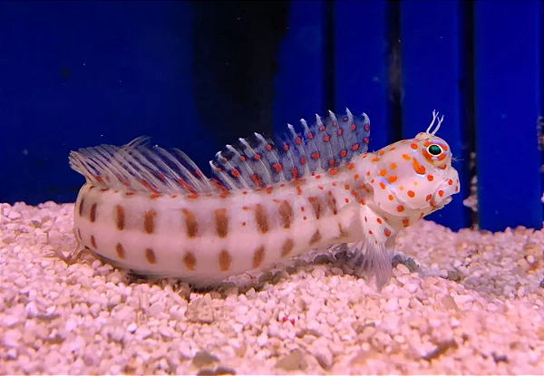 Orange Spotted Blenny