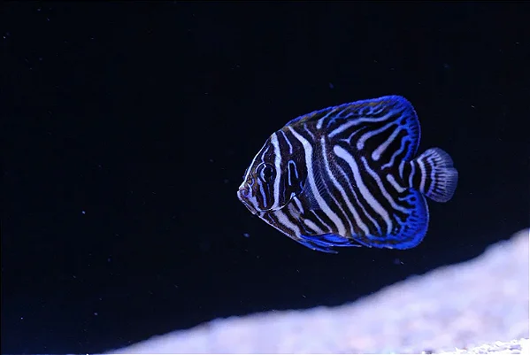 Semicirculatus Angelfish JUVENIL