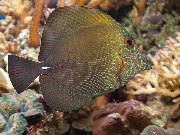 Brown Tang