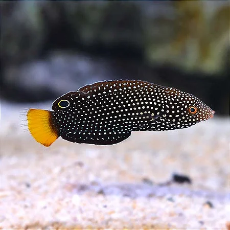 Yellow Tail Tamarin Wrasse