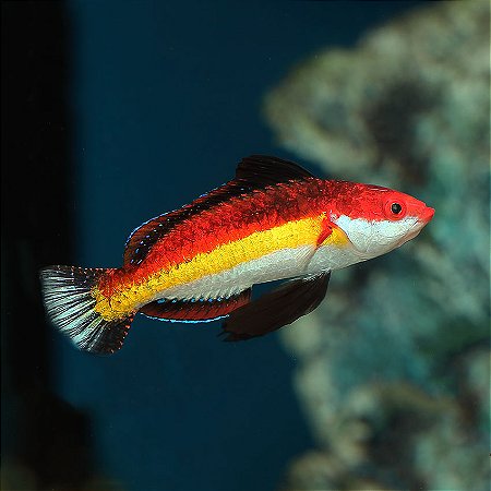 Naokos Wrasse