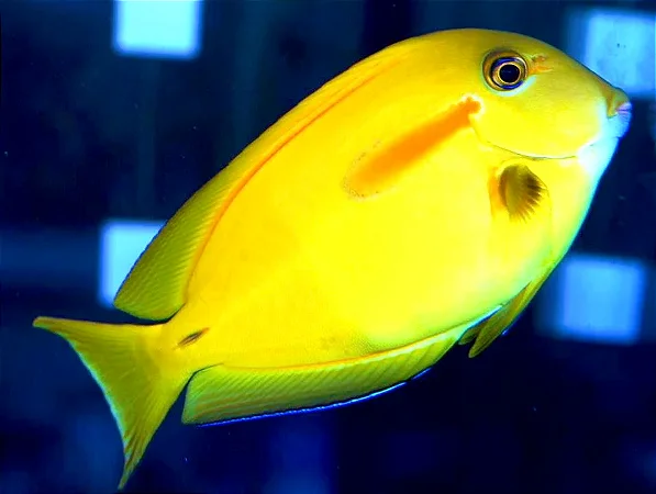 Orange Shoulder Tang Juvenil
