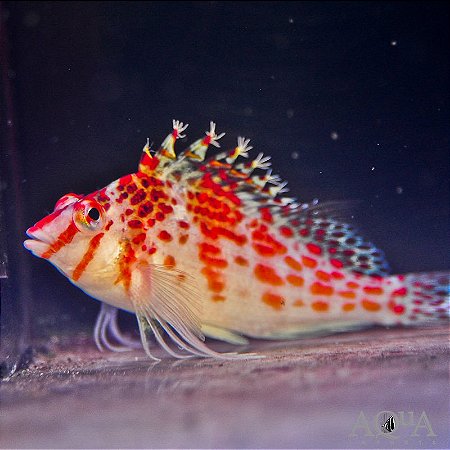 Falco Hawkfish