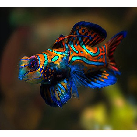 Mandarin Red Green