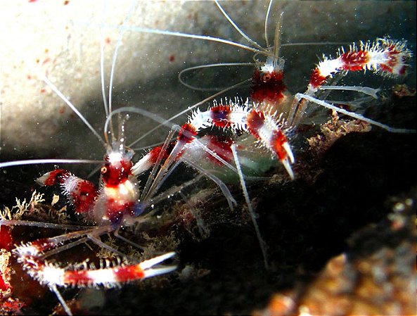 Camarão Stenopus (casal)