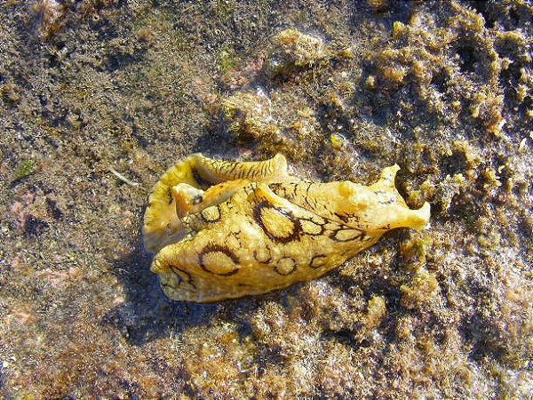 Aplysia (Lebre-do-Mar)