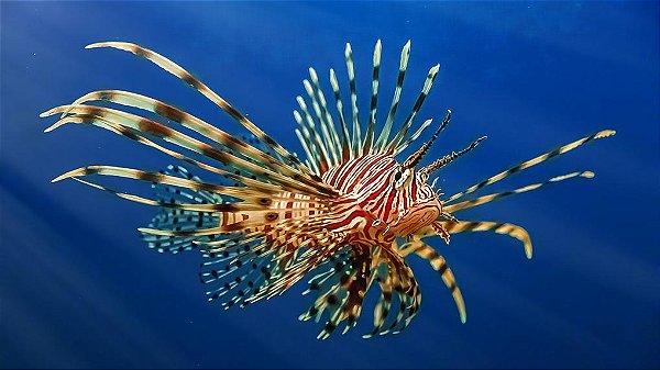 Lion Fish (Peixe-Leão)