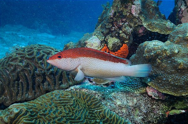 Garoupa Diamante (Cephalopholis Fulva)