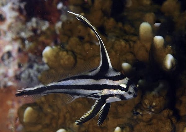 Equetus acuminatus