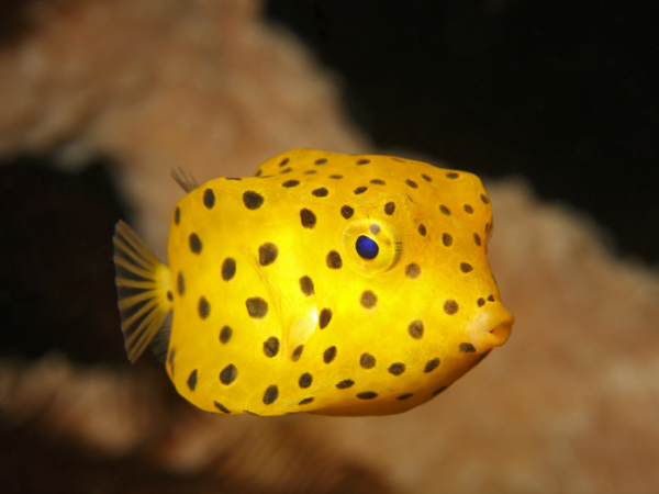 Yellow Box Fish