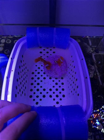 Peixe-Palhaço Maroon SELVAGEM (casal)