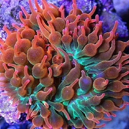 Anêmona BBT Rainbow