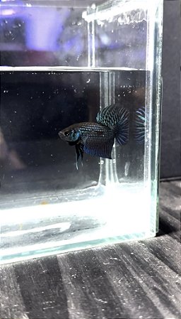 Betta Mahachai (Padrão Puro)