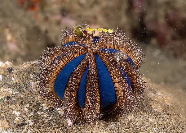 Tuxedo Urchin