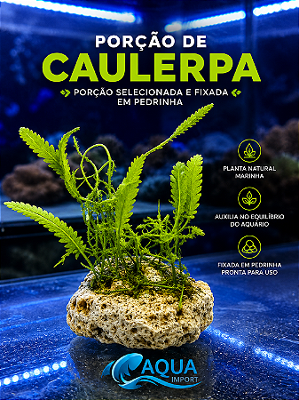 Porção de Algas Caulerpa