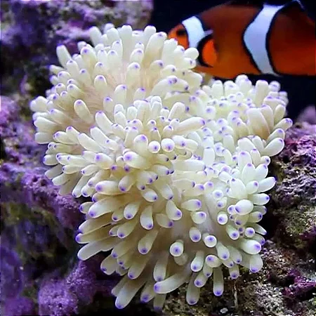 Sebae Anemone Yellow Pink Tips