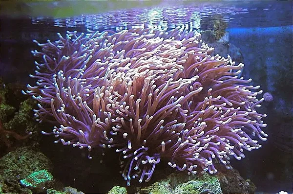 Magnificient Anemone (G)