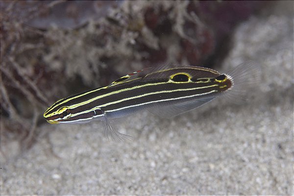 Hector Goby