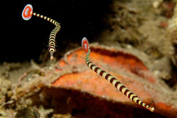 Banded Pipefish