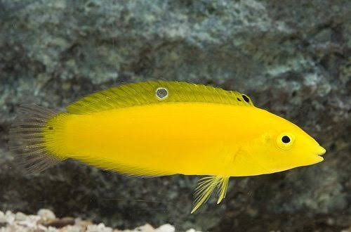 Yellow Coris