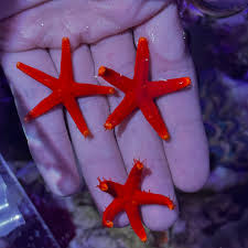Red Yellow Tip Starfish