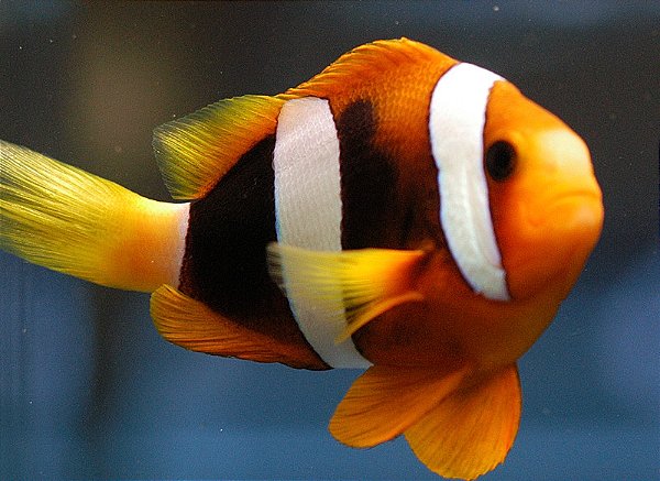 Clarkii TRUE Clownfish (Selvagem)