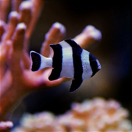 4 Stripe Damsel