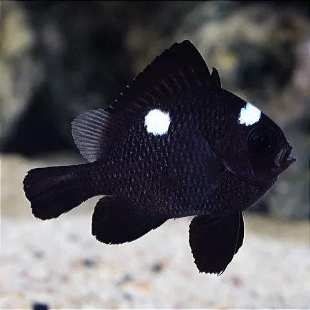 Domino Damsel