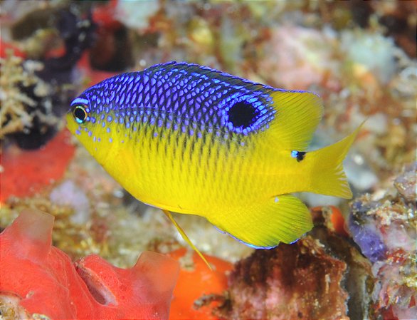 Donzela Brasileira (Stegastes variabilis)