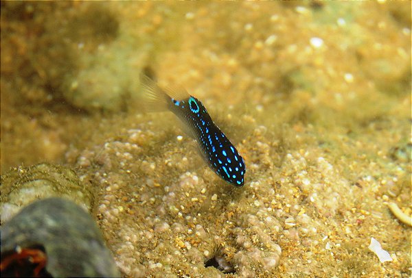 Donzela Brasileira (Stegastes fuscus)