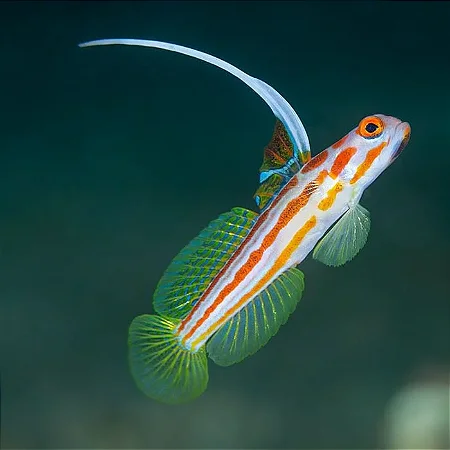 Yasha Goby