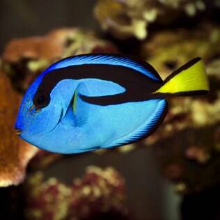Hepatus Blue Tang – (PM)