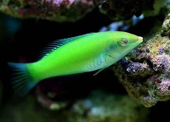 Green Coris Wrasse