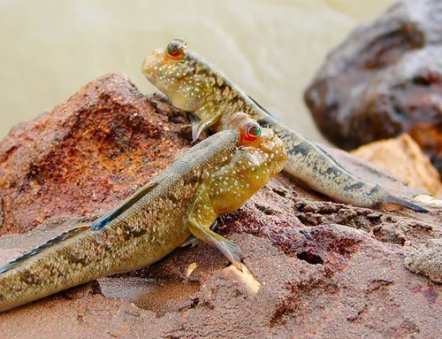 Mudskipper P (Peixe Saltador do Lodo)