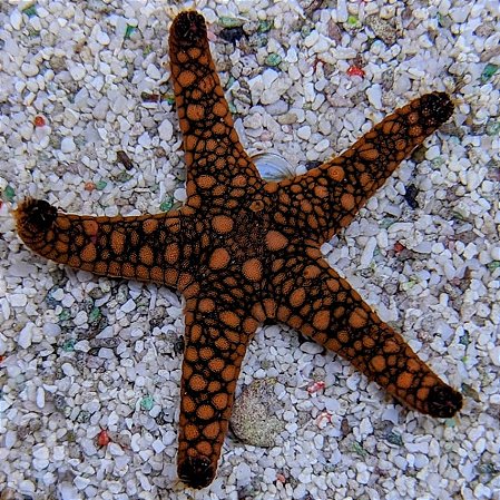 Marble Spotted Starfish