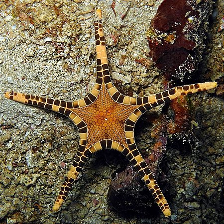 Iconaster Mosaic Starfish