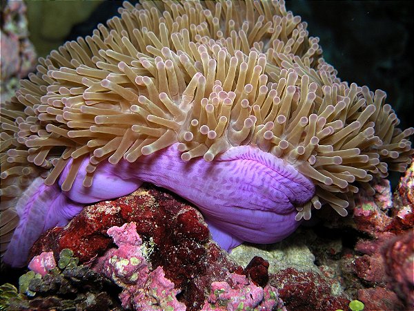 Anemona Ritteri